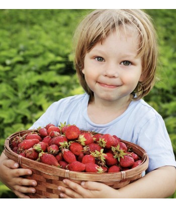 Set de mini fraisiers grimpants révolutionnaires à hauteur d'homme - Livraison offerte à prix réduit toute l'année